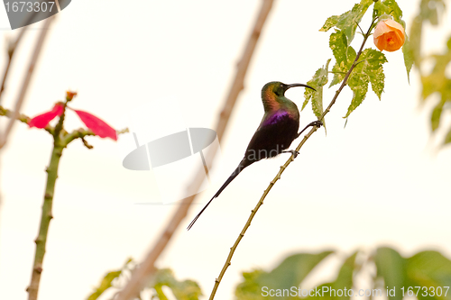 Image of Beautilful bird on a tree