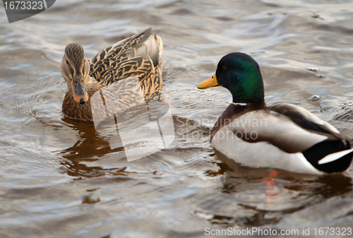 Image of Duck swimming.