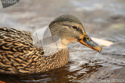 Image of Female duck,