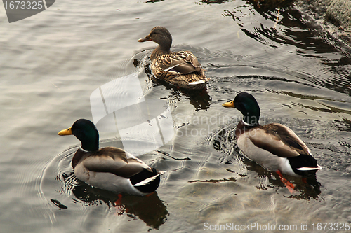 Image of Duck,s swimming.