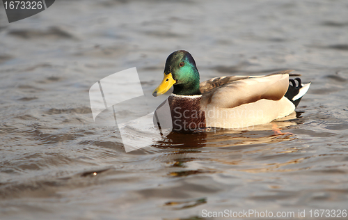 Image of Duck swimming.