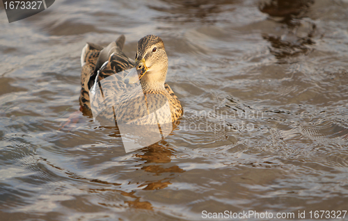 Image of Duck swimming.