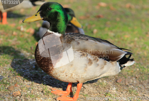 Image of Duck male.