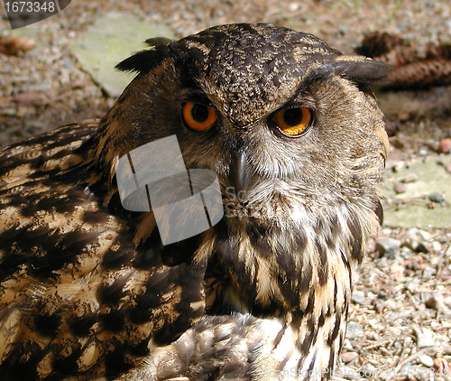 Image of Owl.