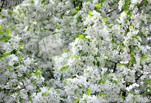 Image of apple-tree flowers