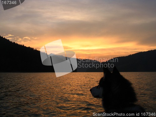 Image of Husky dog looking at the sunset