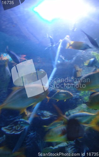 Image of marine fish 4