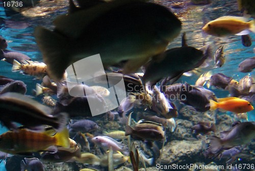 Image of marine fish 2