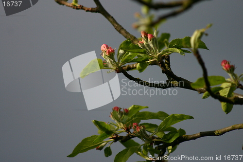 Image of Appleblossum