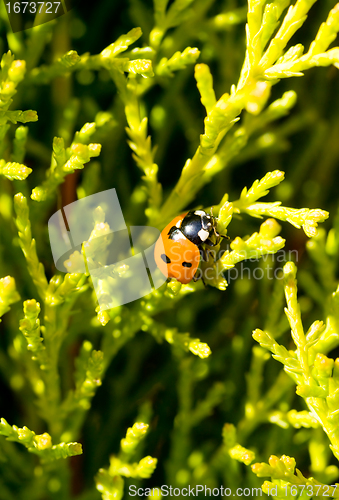 Image of ladybird on a tree