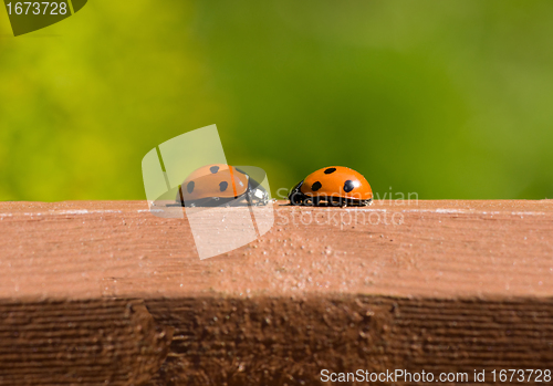 Image of ladybird meeting