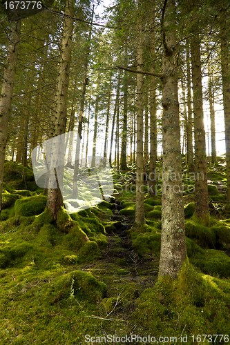 Image of Green forest