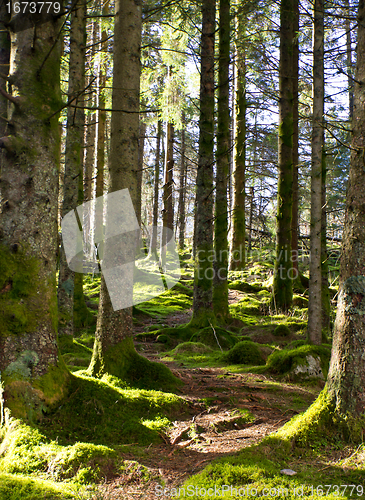 Image of Pathway between trees