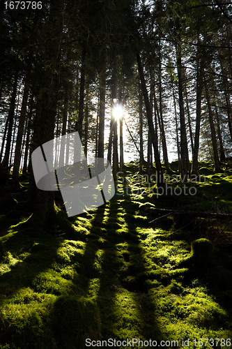 Image of Three tree shadows