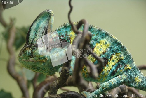 Image of green and yellow cameleon