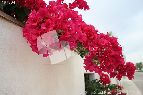 Image of Red bougainvillea and white wall,beautiful