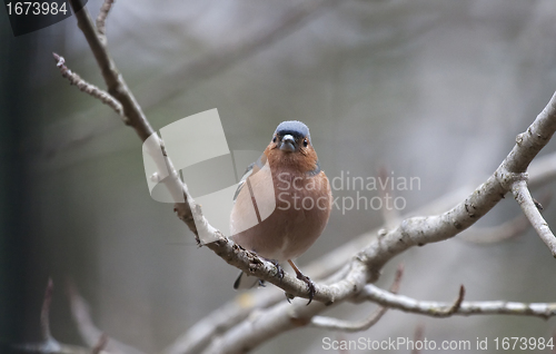 Image of chaffinch