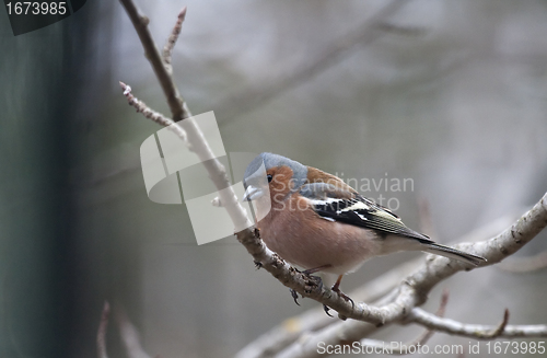 Image of male chaffinch