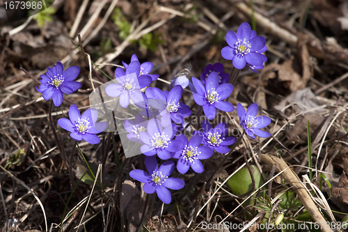 Image of hepatica nobilis