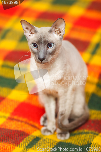 Image of Hairless Cat