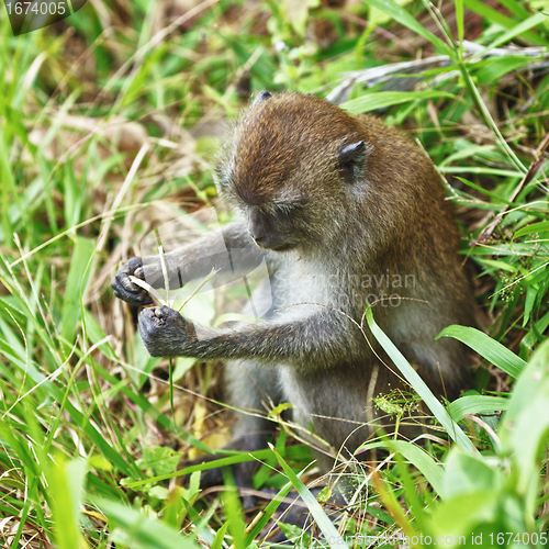 Image of Macaque Monkey