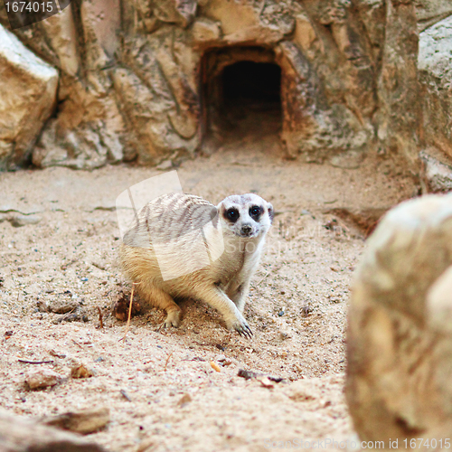 Image of Meerkat