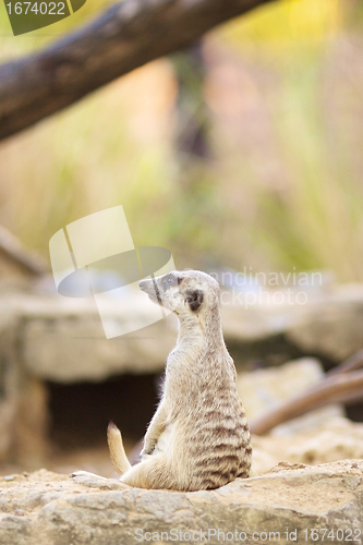 Image of Meerkat