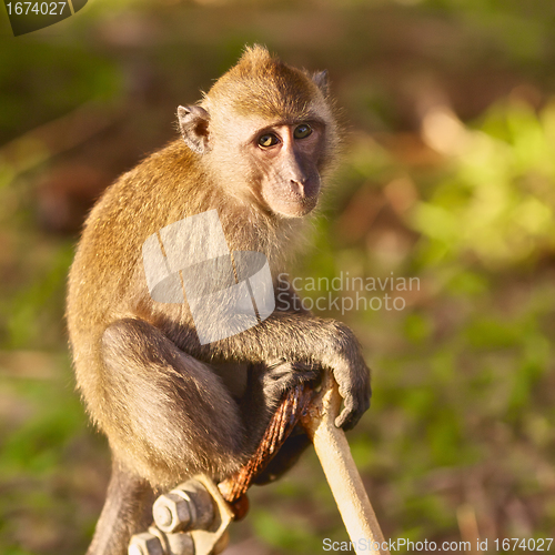 Image of Macaque Monkey