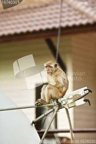 Image of Macaque Monkey