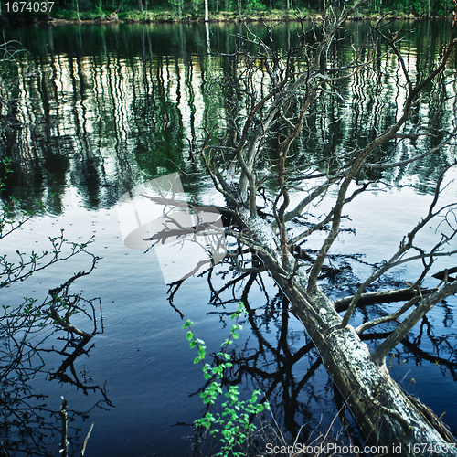 Image of Dead Tree in Lake