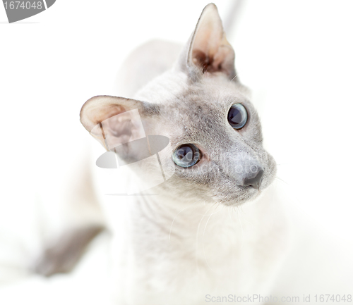 Image of Playing Hairless Cat