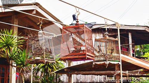 Image of Birds in a Cages