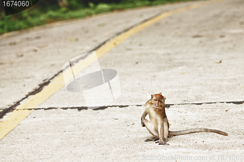 Image of Macaque Monkey
