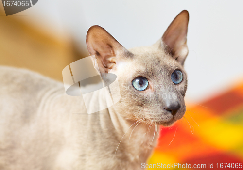 Image of Hairless Cat