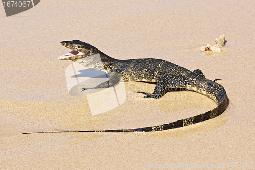 Image of wild young water monitor