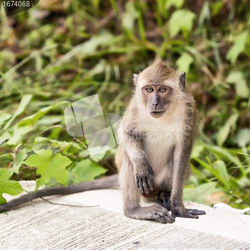 Image of Macaque Monkey