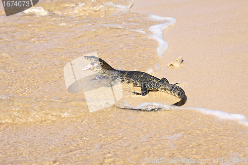 Image of wild young water monitor