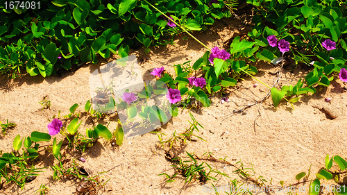 Image of Flowers on a Beach