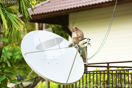 Image of Macaque Monkey