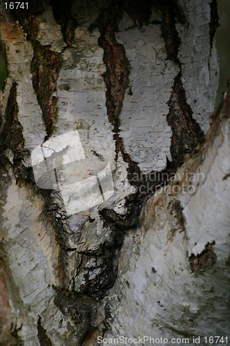 Image of macro-tree