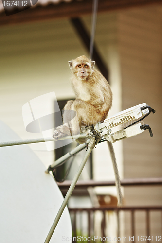 Image of Macaque Monkey