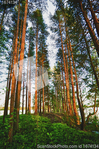 Image of Pine Forest