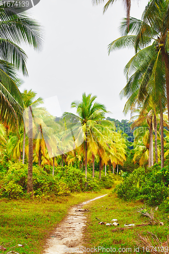 Image of Road in Jungle