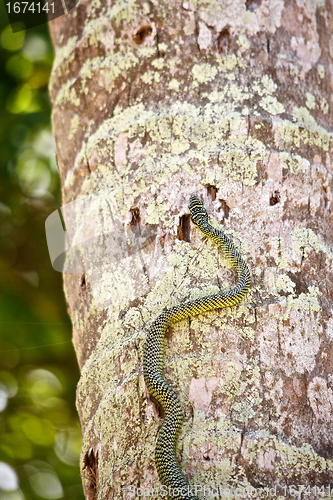 Image of Snake on the Tree