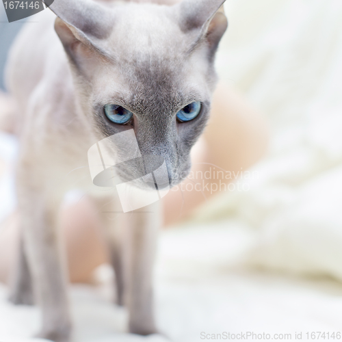 Image of Hairless Cat