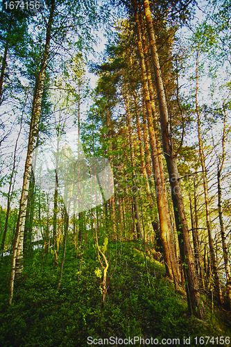 Image of Pine Forest