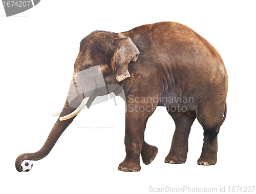 Image of Elephant With Soccer Ball