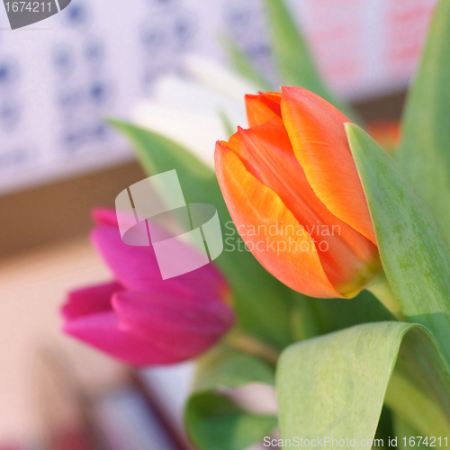 Image of spring tulips