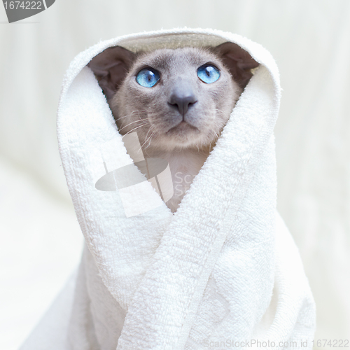 Image of Hairless Cat in Towel