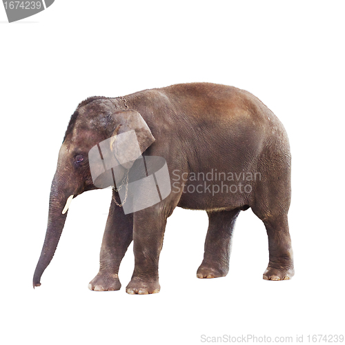 Image of Indian Elephant